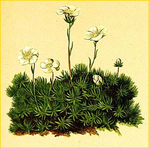  ( Saxifraga burseriana ) Atlas der Alpenflora (1882) by Anton Hartinger