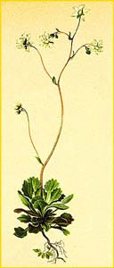   ( Saxifraga cuneifolia  ) Atlas der Alpenflora (1882) by Anton Hartinger