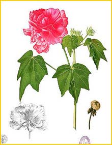   ( Hibiscus mutabilis ) Flora de Filipinas 1880-1883 by Francisco Manuel Blanco