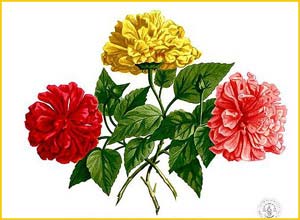    ( Hibiscus rosa-sinensis ) Flora de Filipinas 1880-1883 by Francisco Manuel Blanco