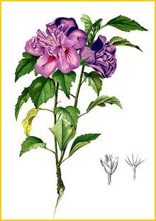   /  /   ( Hibiscus syriacus ) Flora de Filipinas 1880-1883 by Francisco Manuel Blanco