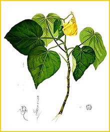   ( Hibiscus tiliaceus ) Flora de Filipinas 1880-1883 by Francisco Manuel Blanco