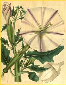   ( Datura ceratocaula ) Curtis's Botanical Magazine