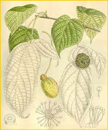   .  ( Davidia involucrata var. vilmoriniana ) Curtis's Botanical Magazine 1912