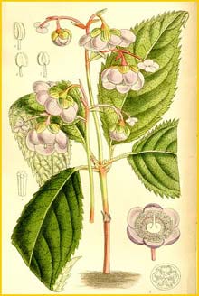    ( Deinanthe caerulea ) Curtis's Botanical Magazine 1911