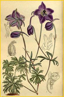   ( Delphinium pylzowii ) Curtis's Botanical Magazine