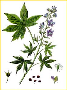    ( Delphinium officinale ) Flora de Filipinas 1880-1883 by Francisco Manuel Blanco