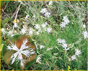   - ( Dianthus pseudoserotinus ),    