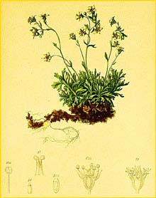   ( Saxifraga muscoides ) Atlas der Alpenflora (1882) by Anton Hartinger