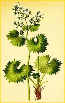   ( Saxifraga rotundifolia ) Atlas der Alpenflora (1882) by Anton Hartinger