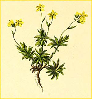   ( Saxifraga sedoides ) Atlas der Alpenflora (1882) by Anton Hartinger