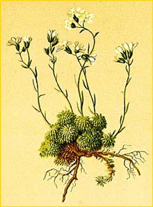   ( Saxifraga squarrosa ) Atlas der Alpenflora (1882) by Anton Hartinger