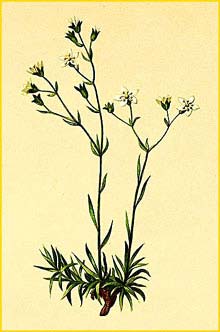   ( Saxifraga tenella ) Atlas der Alpenflora (1882) by Anton Hartinger