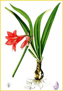   /  ( Hippeastrum miniatum / Amaryllis atamasco / Amaryllis chilensis / Amaryllis miniata ) Flora de Filipinas 1880-1883 by Francisco Manuel Blanco 
