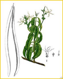   ( Holarrhena pubescens / Chonemorpha / Echites antidysenterica ) Flora de Filipinas 1880-1883 by Francisco Manuel Blanco 