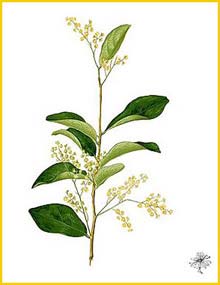  ( Homalium grandiflorum ) Flora de Filipinas 1880-1883 by Francisco Manuel Blanco