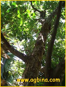   /  ( Artocarpus heterophyllus )