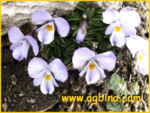  ( Viola grisebachiana)