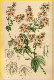    ( Diascia aliciae ) Curtis's Botanical Magazine 1918