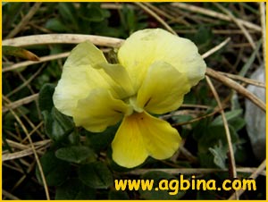   ( Viola grisebachiana)