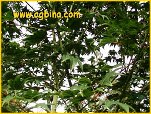   ( Acer campbelli  ssp. flabellatum)