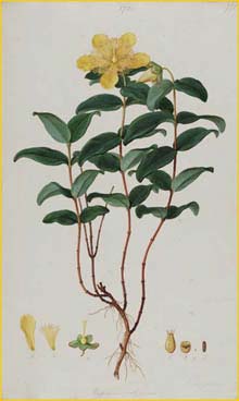    (  Hypericum calycinum ) Flora Graeca 1787 Ferdinand Bauer