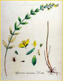   ( Hypericum hirsutum ) Flora batava by Jan Kops Amsterdam, 1822