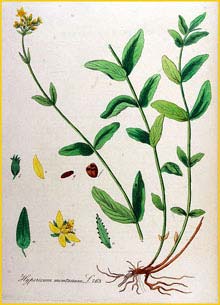   ( Hypericum montanum ) Flora batava by Jan Kops Amsterdam, 1822