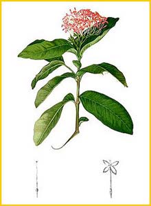 Ixora sp. Flora de Filipinas 1880-1883 by Francisco Manuel Blanco 
