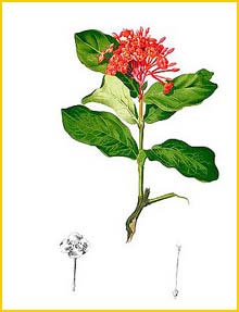   ( Ixora coccinea / banghuca / incarnata ) Flora de Filipinas 1880-1883 by Francisco Manuel Blanco 