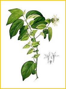  Jasminum sp. Flora de Filipinas 1880-1883 by Francisco Manuel Blanco 