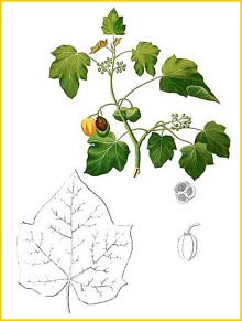  ( Jatropha curcas ) Flora de Filipinas 1880-1883 by Francisco Manuel Blanco 