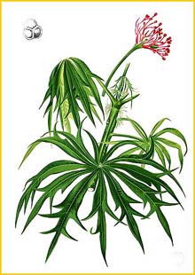   ( Jatropha multifida ) Flora de Filipinas 1880-1883 by Francisco Manuel Blanco 