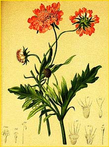   ( Scabiosa lucida ) Atlas der Alpenflora (1882) by Anton Hartinger