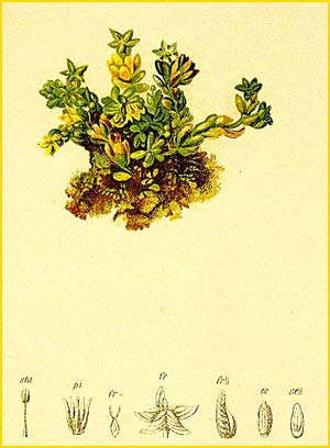   ( Sedum alpestre ) Atlas der Alpenflora (1882) by Anton Hartinger