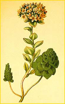     ( Sedum anacampseros  ) Atlas der Alpenflora (1882) by Anton Hartinger