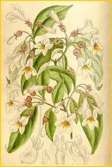   ( Dipelta floribunda ) Curtis's Botanical Magazine 1910