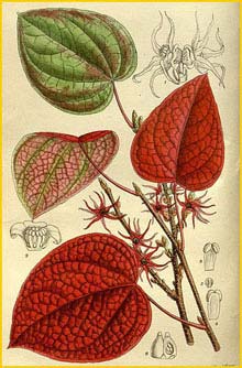   ( Disanthus cercidifolius ) Curtis's Botanical Magazine 1917