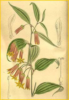     ( Disporum pullum brunnea ) Curtis's Botanical Magazine 1919