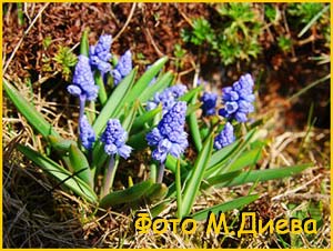   ( Hyacinthella azurea )
