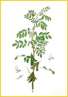   ( Indigofera tinctoria ) Flora de Filipinas 1880-1883 by Francisco Manuel Blanco