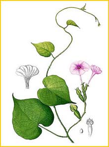   ( Ipomoea capillacea ) Flora de Filipinas 1880-1883 by Francisco Manuel Blanco