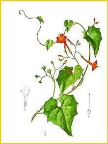  - ( Ipomoea coccinea ) Flora de Filipinas 1880-1883 by Francisco Manuel Blanco