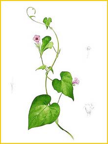  - ( Ipomoea cordatotriloba ) Flora de Filipinas 1880-1883 by Francisco Manuel Blanco