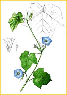   ( Ipomea hederacea ) Flora de Filipinas 1880-1883 by Francisco Manuel Blanco