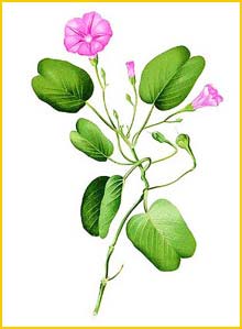   /   ( Ipomoea pes-caprae ) Flora de Filipinas 1880-1883 by Francisco Manuel Blanco