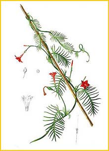   ( Ipomoea quamoclit / Quamoclit pennata ) Flora de Filipinas 1880-1883 by Francisco Manuel Blanco