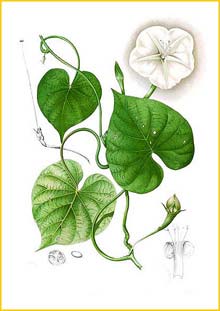   /  /  ( Ipomoea turbinata ) Flora de Filipinas 1880-1883 by Francisco Manuel Blanco
