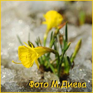   ( Narcissus bulbocodium )