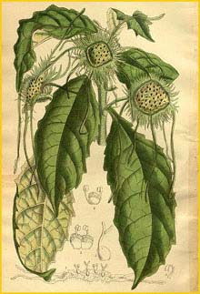  ( Dorstenia yambuyaensis ) Curtis's Botanical Magazine 1915